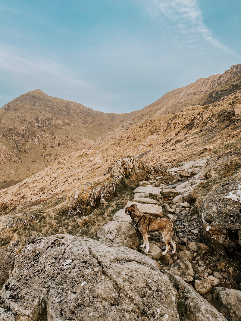 How to climb snowdon with a dog